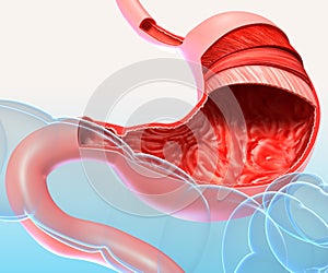 Anatomy of stomach cut section photo