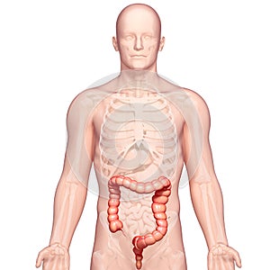 Anatomy of stomach transverse colon