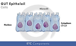 Anatomy and structure of gut epithelial cells vector illustration photo