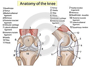 Anatomy. Structure knee joint raster set text
