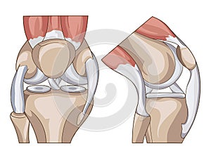 Anatomy. Structure knee joint vector