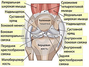 Anatomy. Structure knee joint vector