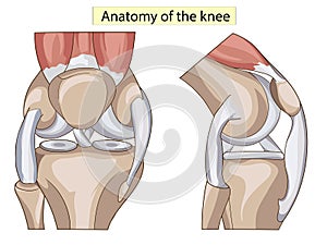 Anatomy. Structure knee joint vector