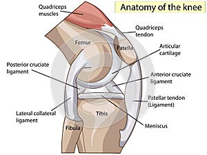 Anatomy. Structure knee joint vector