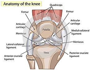  . estructura rodilla articulación 