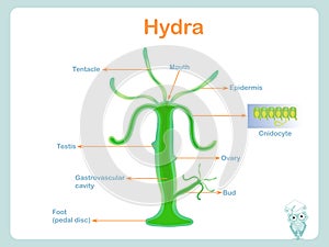 Anatomy structure scheme of hydra for school biology lessons