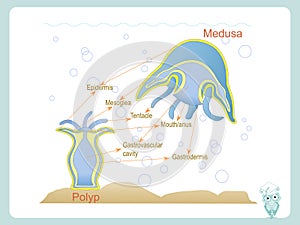 Anatomy structure scheme of polyp and medusa for school biology