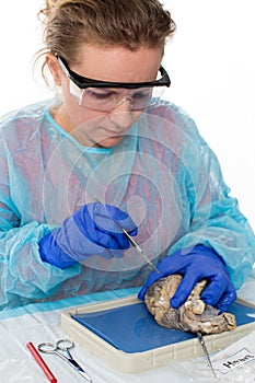 Anatomy student dissecting a sheep heart