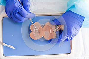 Anatomy student dissecting a sheep kidney