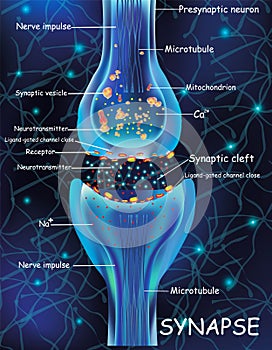 Anatomy synapse cells. Transmission signal of impulse in a living organism. Signaling in the brain. Synapse connections