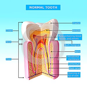 Anatomy of teeth cross section