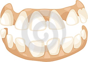 Anatomy teeth vector