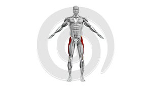 Anatomy of the Tensor Fasciae Latae Muscles