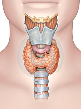 Anatomy of the thyroid gland