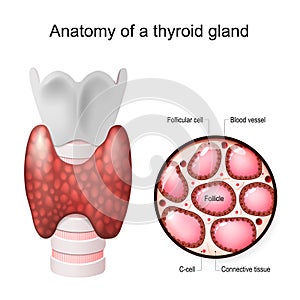 Anatomy of a thyroid gland photo