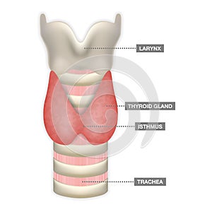 Anatomy Of Thyroid Gland With Trachea, Isthmus And Larynx. Medical Symbol Of Endocrinology System Or Hormone Secretion