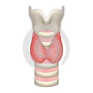 Anatomy Of Thyroid Gland With Trachea And Larynx. Medical Symbol Of Endocrinology System Or Hormone Secretion. Vector