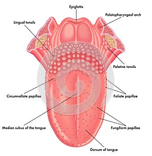 Anatomy of the tongue