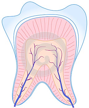 Anatomy tooth