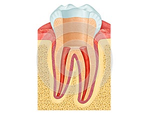 Anatomy of the tooth