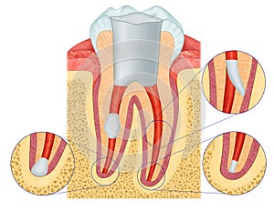 Anatomy of the tooth