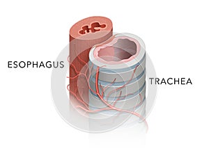 Anatomy of Trachea and Esophagus photo