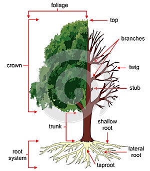 Anatomy of the tree or Structure of a tree.