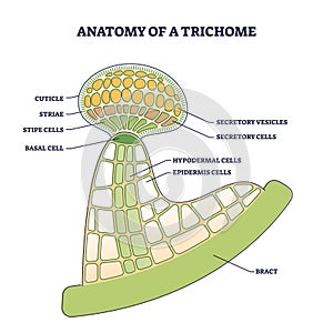 Anatomy of trichome with biological model structure closeup outline diagram