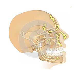 Anatomy of the Trigeminal nerve