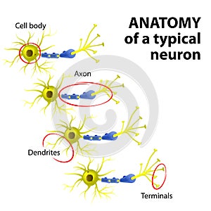 Anatomy of a typical neuron photo