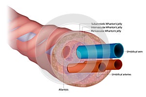 The anatomy of the umbilical cord. Cross-sectional diagram of human umbilical cord.