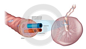 Anatomy of the umbilical cord. Cross-sectional diagram of human umbilical cord. Fetal Circulation. Biology of the Human