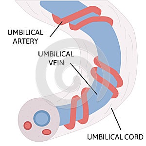 Anatomy of umbilical cord. two umbilical arteries and one umbilical vien