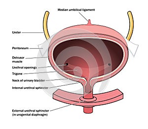 Anatomy of the urinary bladder