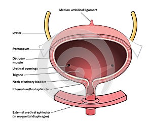 Anatomy of the urinary bladder photo