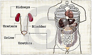 Anatomy Urinary System