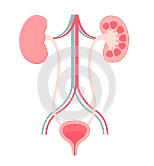 Anatomy of Urinary System vector illustration