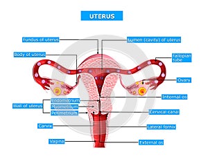 Anatomy of uterus