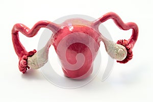 Anatomy of uterus, fallopian tubes and ovaries on example of anatomical model of female genital organ. Concept for study of anatom