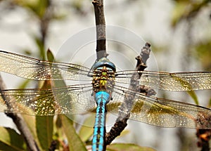 Anax imperator, great blue dragonfly