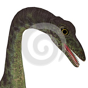 Anchisaurus Dinosaur Head