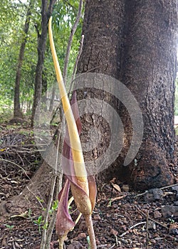 Anchomanes Difformis  araceae in Indian countryside