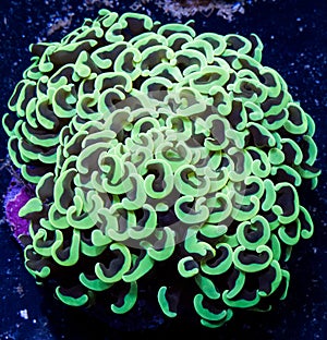 Anchor coral close up