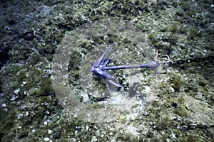 Anchor Lying on the Seabed