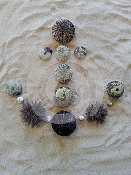 Anchor motive created with different sea urchins on beach sand