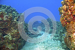 Anchor rope in sand between coral reef sections