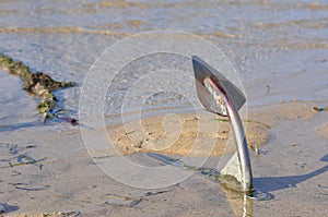 An anchor on the sand beach