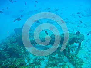 Anchor from a Shipwreck at the bottom of the ocean photo