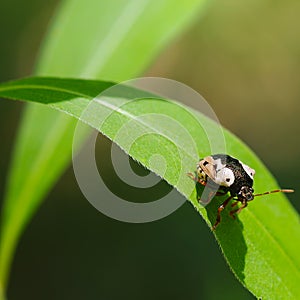 Anchor stink bug walking on a plant leaf - in Governor Knowles State Park in Northern Wisconsin photo
