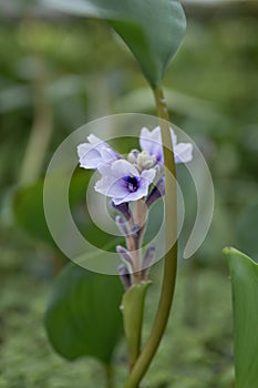 Anchored water hyacinth Pontederia azurea, purple-blue flowers